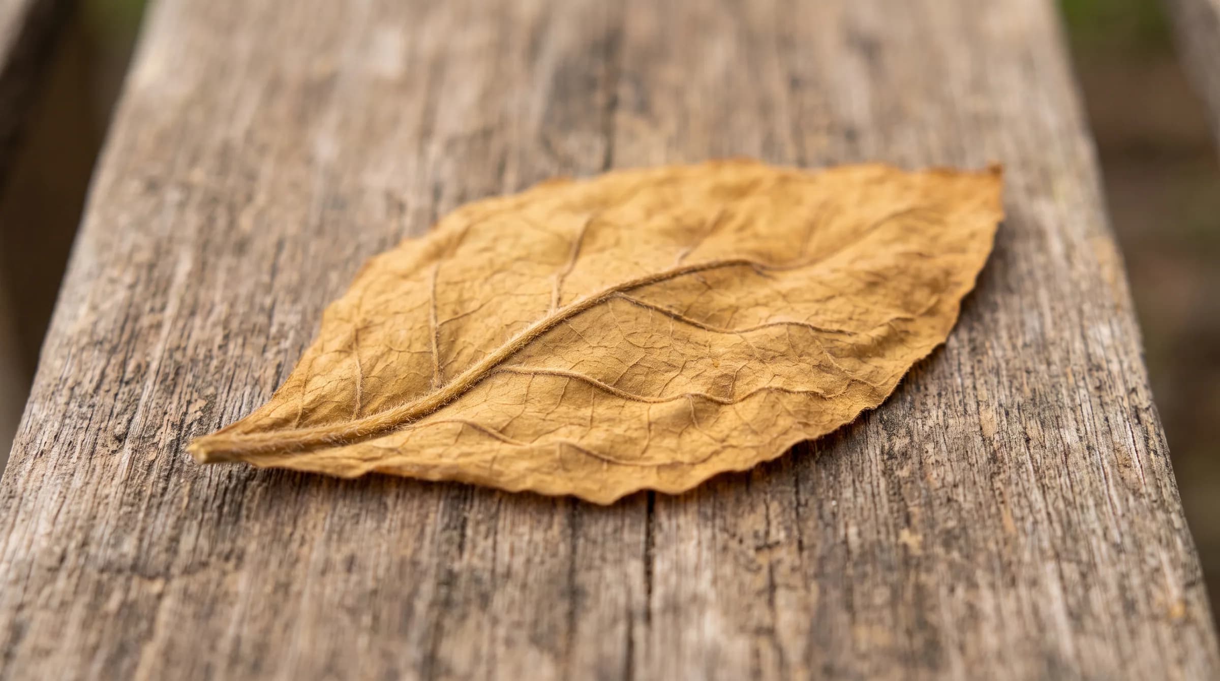 A single cured tobacco leaf on weathered wood
