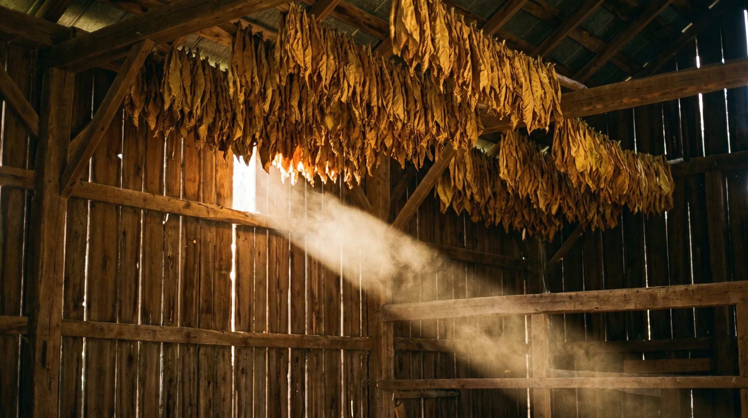 Rows of tobacco leaf hanging to cure, gone gold