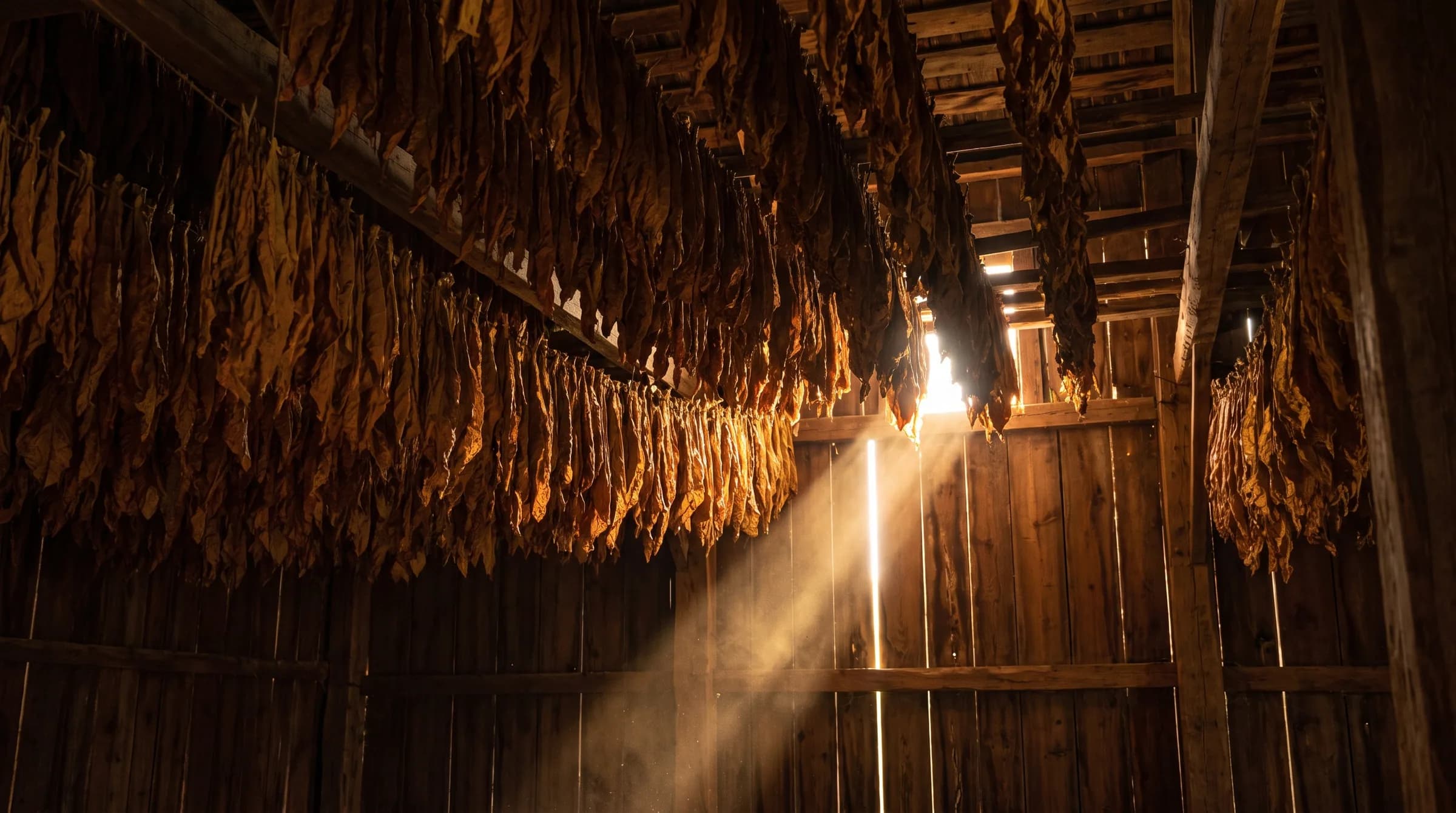 Racks of curing leaf receding into the dark, dust in the beam
