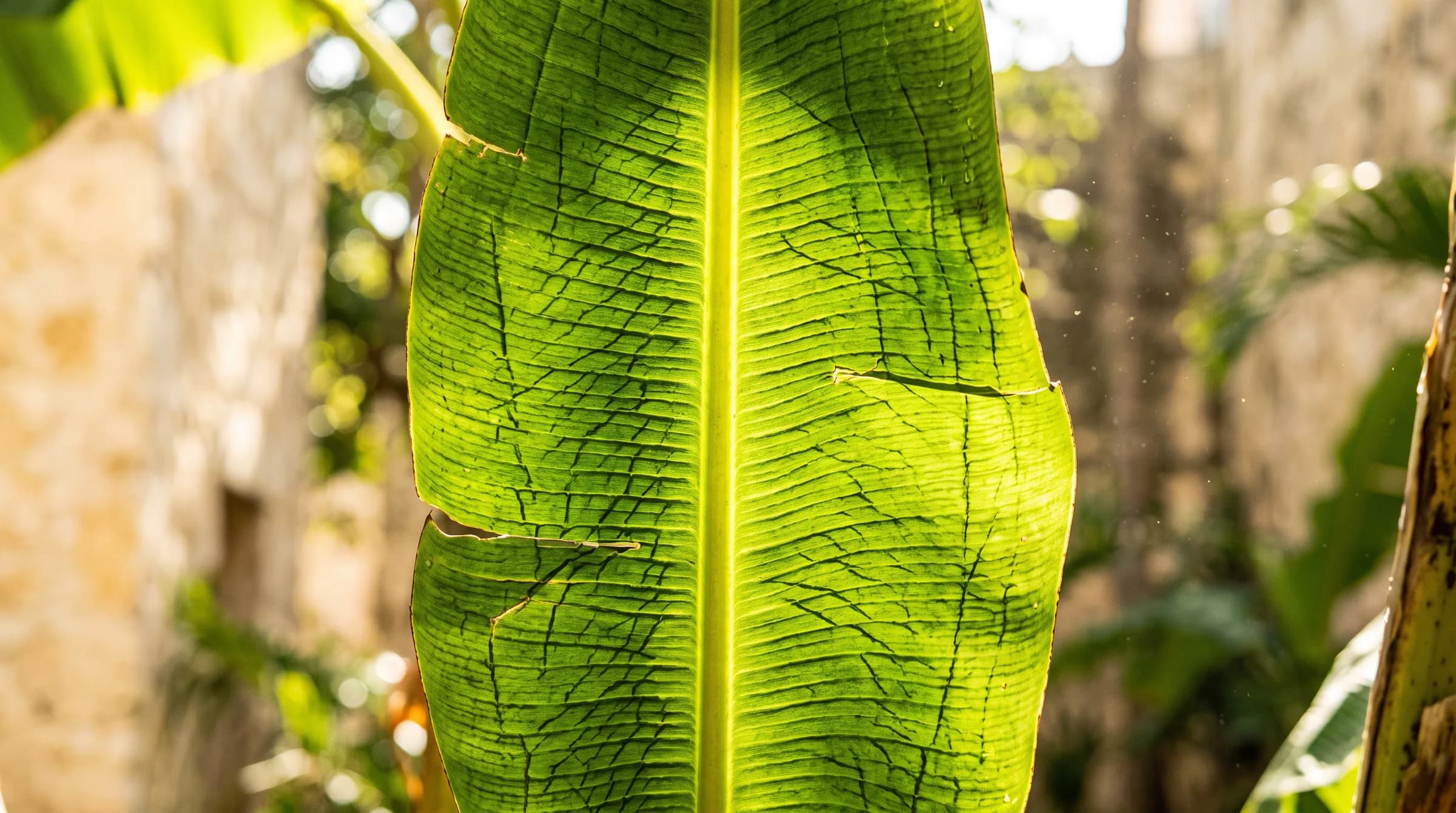 A banana leaf backlit by the sun, every vein visible