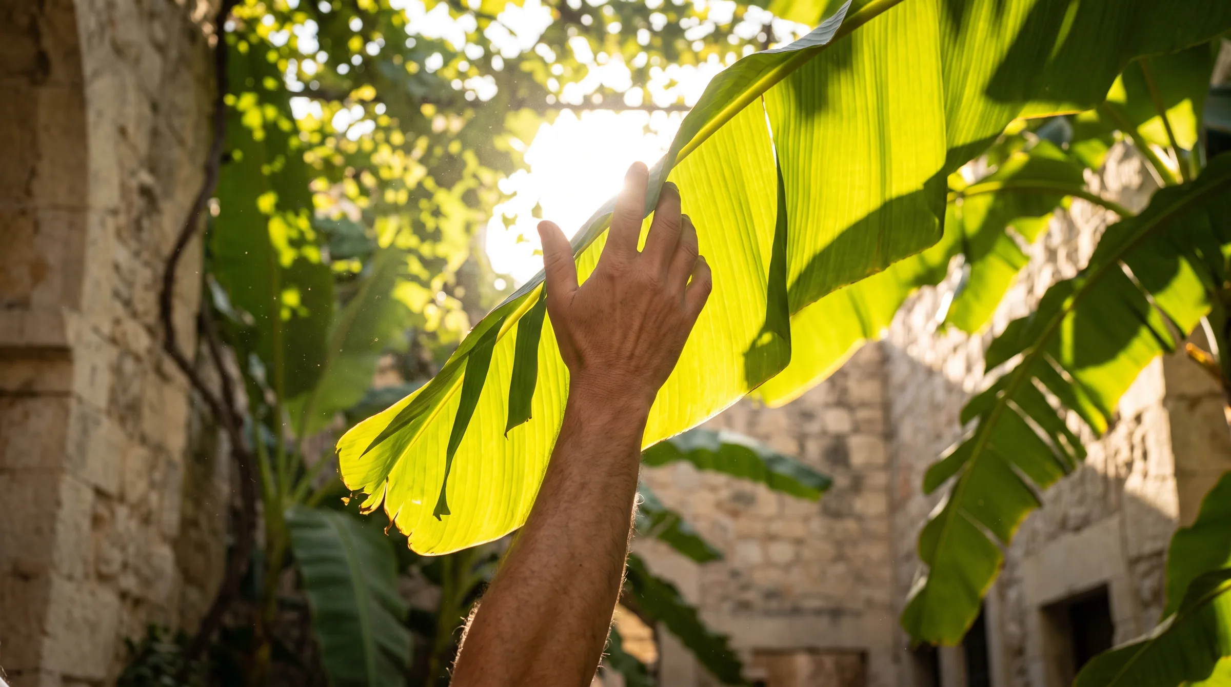 A hand reaching up into a sunlit banana leaf